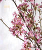 【向你微笑】国产樱花  粉色  约2-3枝/扎 商品缩略图6