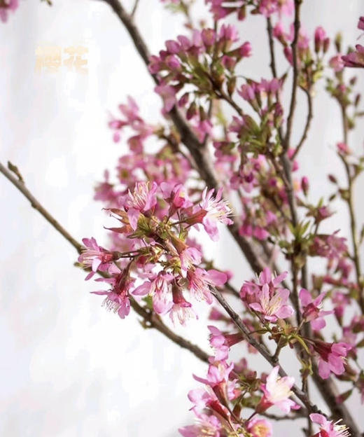 【向你微笑】国产樱花  粉色  约2-3枝/扎 商品图6