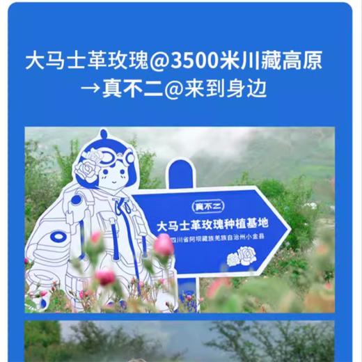 真不二大马士革玫瑰颈贴 商品图3