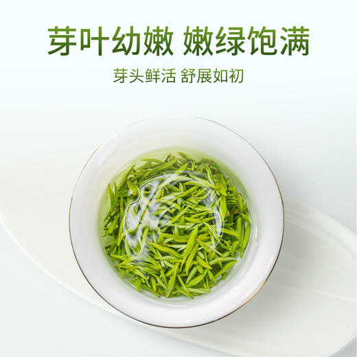2026新茶 雀舌头春头采绿茶明前春茶四川精品特级嫩芽贡芽200g 商品图4