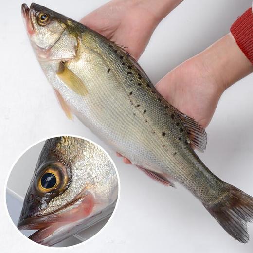 青鲈鱼 约1-1.2斤 超重需补差价 /条 /条 商品图0