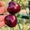 智利kordia黑钻2JDD，又黑又亮闪眼💎精致爱心，光滑黑亮，优雅细长杆儿，带小花，脆薄爆汁，醇厚黑汁，醉人的甜～😇😇真不愧最优品种，每年众多车厘子中较晚上市，产量仅占车厘子总产量的万分之一！ 商品缩略图3