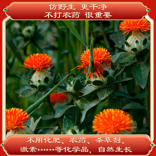 玉衡仿野生红花 女士养生佳品 内蒙古道地产区 20g/120g瓶装 商品图1