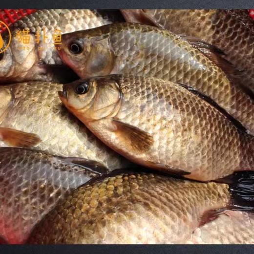 牛田洋白鲫鱼约500g（超重需补差价） 商品图5