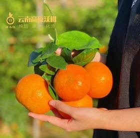 云南沃柑（8斤装大果，16-24枚）