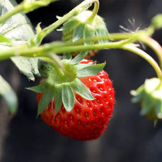 【包邮】有机草莓400g*2盒/4盒装有机认证水果 商品图5