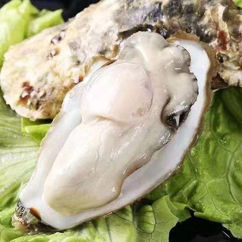 海参不老莓酒500ml， 精选大连辽参为基础加工原料，配以大连本地生蚝、不老莓，三种物质，科学研发 2024新年好礼，高端好礼 商品图4