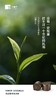 小罐茶鉴赏系列普洱茶组合茶-生普+熟普邹炳良邹老监制 商品缩略图11