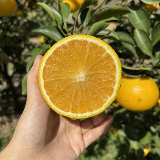 【果冻甜心柚】主打清甜无酸，产自-“中国蜜柚之乡”的广东梅州，这里被誉为“中国长寿之乡”，孕育品质佳的桔柚，甜润多汁，维C爆棚！每一口都是满满的幸福感，吃一颗比喝500ml矿泉水还解渴呢！ 商品图5