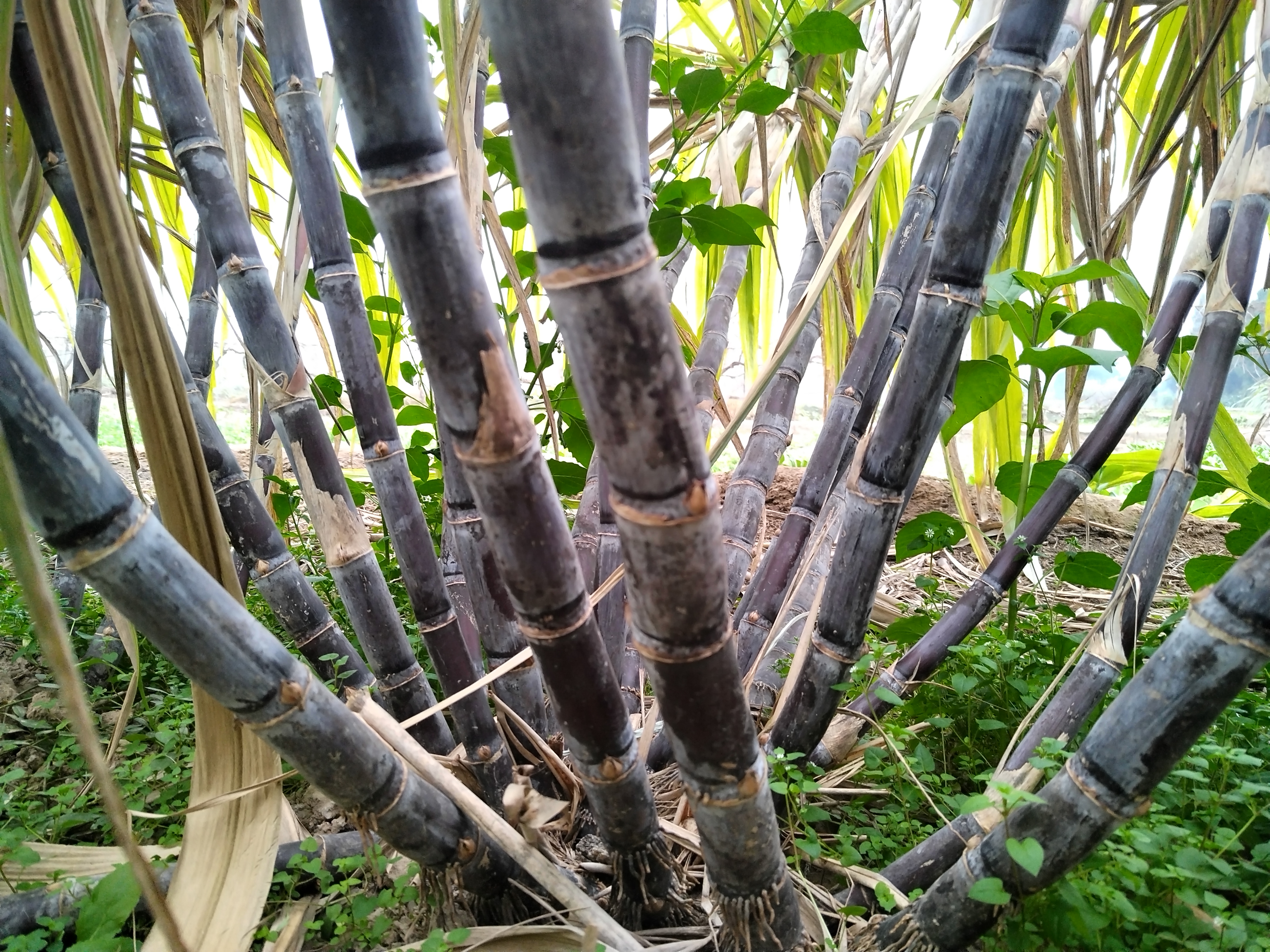 水果甘蔗重约500g左右