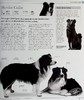 预售 【中商原版】DK狗狗百科 新版 收录400种犬种百科 DK The Dog Encyclopedia 英文原版 宠物博主指南 犬类百科大全  科普 商品缩略图7