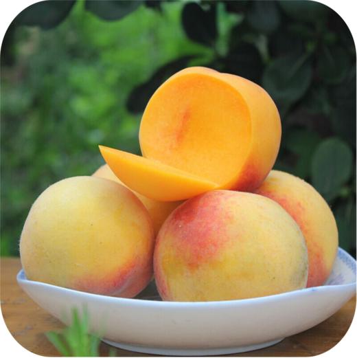 【千福现代生态农业观光园】展示券 商品图3