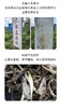 云南白茶 手撕茶饼 月光白紧压茶饼 100g 商品缩略图2