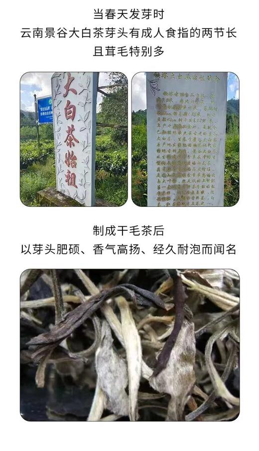 云南白茶 手撕茶饼 月光白紧压茶饼 100g 商品图2