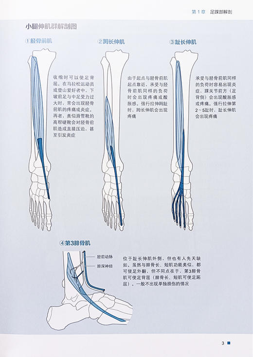 足踝关节影像诊断 第2版 骨肌影像诊断技巧丛书 供放射科医生 整形外科医生 放射科技师参考 北京科学技术出版社9787571432812 商品图4