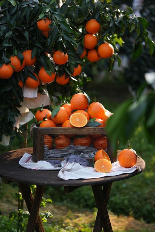 四川眉山【套袋红美人】重新定义爱媛橙！ 9:1黄金酸甜比 皮薄无核多汁 北纬30℃的味觉狂欢 商品图3