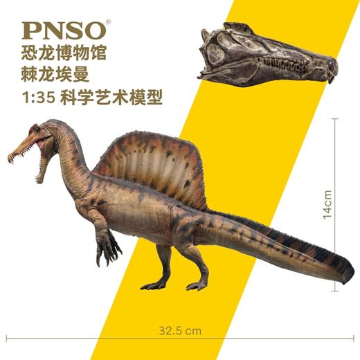 PNSO棘龙埃曼附棘龙头骨恐龙博物馆1:35科学艺术模型 商品图2