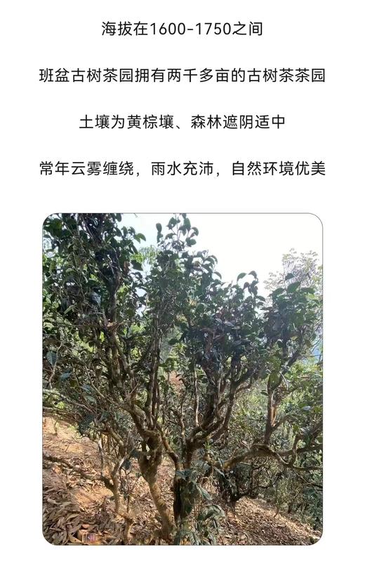 云南班盆古树饼茶（熟茶）普洱熟茶饼纯料古树300年树龄礼盒送礼 357g 1饼 商品图4