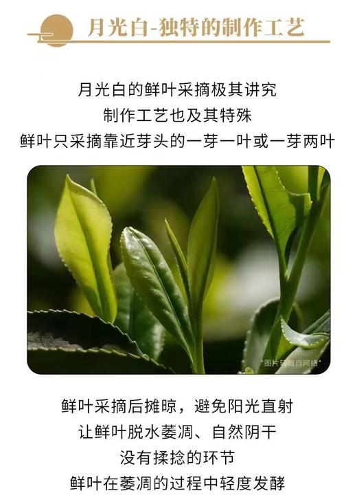 云南白茶 手撕茶饼 月光白紧压茶饼 100g 商品图3