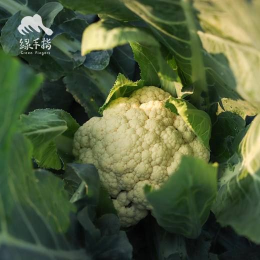 生态花椰菜（白菜花） |绿家自产*ecological broccoli | Self-production 商品图0