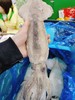 单冻鱿鱼一箱 商品缩略图1