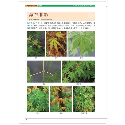 观赏槭树品种图谱（II）/祝志勇/王晖/浙江大学出版社 商品图3