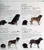 预售 【中商原版】DK狗狗百科 新版 收录400种犬种百科 DK The Dog Encyclopedia 英文原版 宠物博主指南 犬类百科大全  科普 商品缩略图6