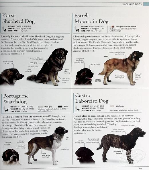 预售 【中商原版】DK狗狗百科 新版 收录400种犬种百科 DK The Dog Encyclopedia 英文原版 宠物博主指南 犬类百科大全  科普 商品图6