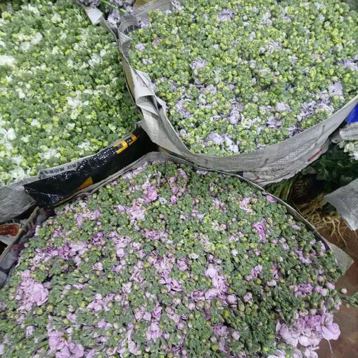 紫罗兰 浅粉粉 商品图0