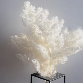 配花-永生蓬莱松