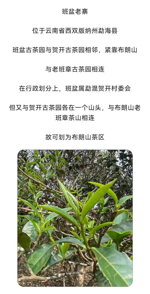 云南班盆古树饼茶（熟茶）普洱熟茶饼纯料古树300年树龄礼盒送礼 357g 1饼 商品图3