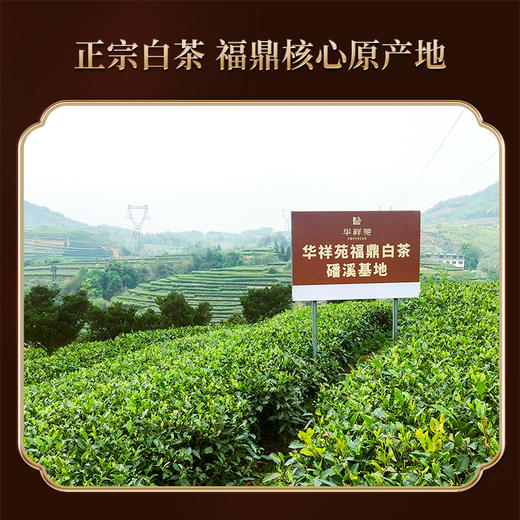 华祥苑-隆运当头白牡丹饼300g（2024年） 商品图3