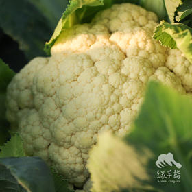 生态花椰菜/白菜花(陆运不包邮）|绿家自产*Ecological Cauliflower | In-House Production