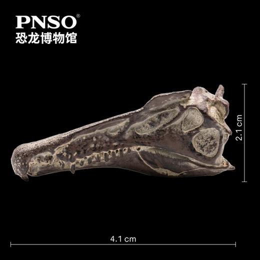 PNSO棘龙埃曼附棘龙头骨恐龙博物馆1:35科学艺术模型 商品图3