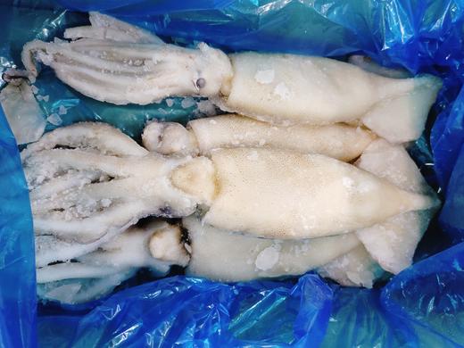 单冻鱿鱼一箱 商品图2