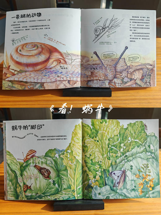家门外的自然课——看！蜗牛 商品图3