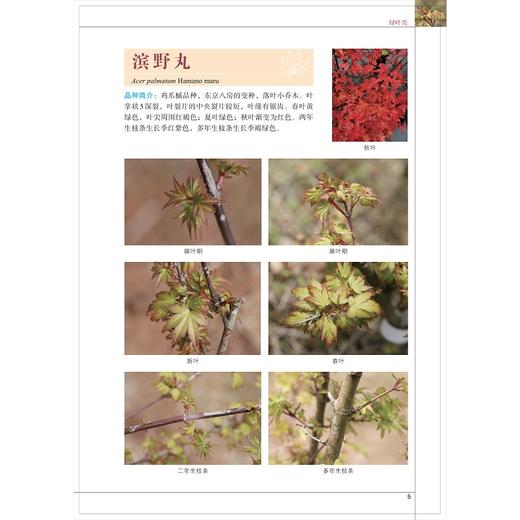 观赏槭树品种图谱（II）/祝志勇/王晖/浙江大学出版社 商品图4