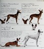 预售 【中商原版】DK狗狗百科 新版 收录400种犬种百科 DK The Dog Encyclopedia 英文原版 宠物博主指南 犬类百科大全  科普 商品缩略图5