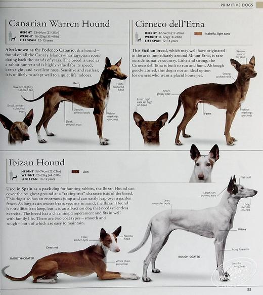 预售 【中商原版】DK狗狗百科 新版 收录400种犬种百科 DK The Dog Encyclopedia 英文原版 宠物博主指南 犬类百科大全  科普 商品图5