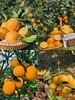 赣南脐橙一箱9.5-10斤 商品缩略图1