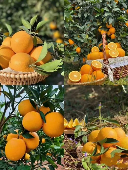 赣南脐橙一箱9.5-10斤 商品图1