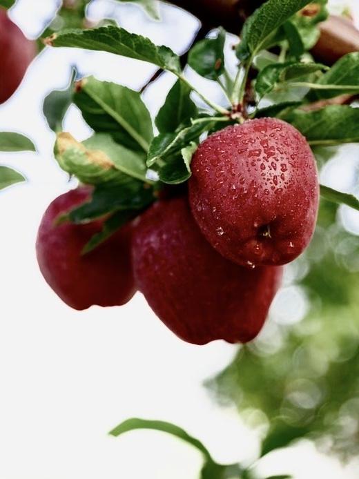 自带高光的美味【美国蛇果】来啦‼️ 商品图4