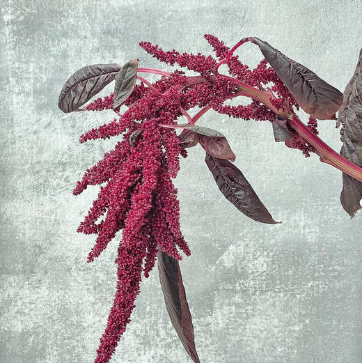 配花-红小米 商品图0