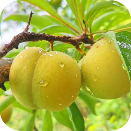 【千福现代生态农业观光园】展示券 商品图4