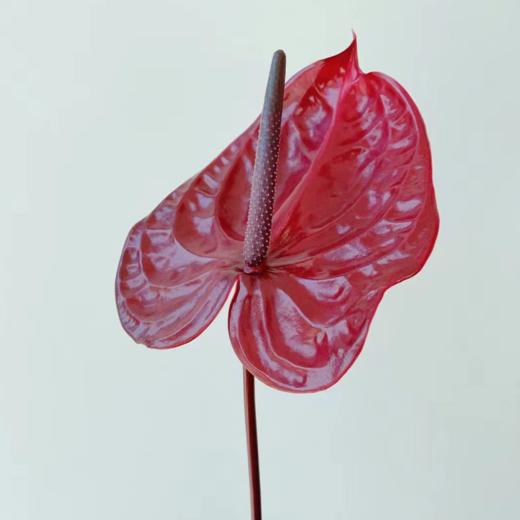 红掌 10支/盒 以实物为准 云南基地发货（价格已包含包装费用） 运费以实际为准，多退少补。 商品图2