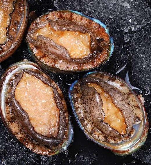 鲜活鲍鱼，9头，50克/只，一组9只，约一斤 商品图0