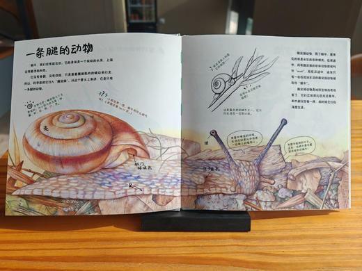 家门外的自然课——看！蜗牛 商品图2