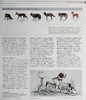 预售 【中商原版】DK狗狗百科 新版 收录400种犬种百科 DK The Dog Encyclopedia 英文原版 宠物博主指南 犬类百科大全  科普 商品缩略图4