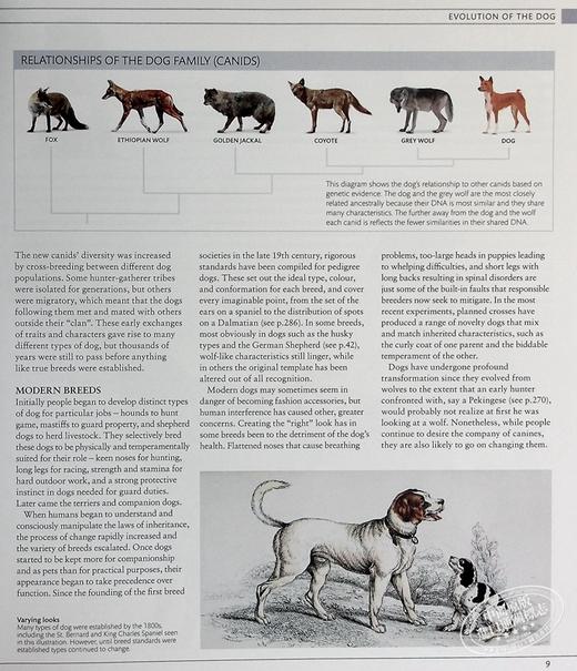 预售 【中商原版】DK狗狗百科 新版 收录400种犬种百科 DK The Dog Encyclopedia 英文原版 宠物博主指南 犬类百科大全  科普 商品图4