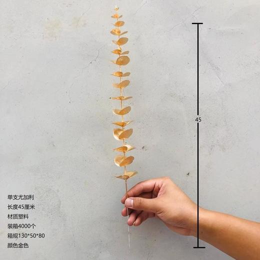 【琳琅】单支尤加利 量大价更低，单价低至0.66 商品图1